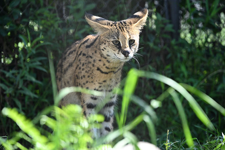 SERVAL