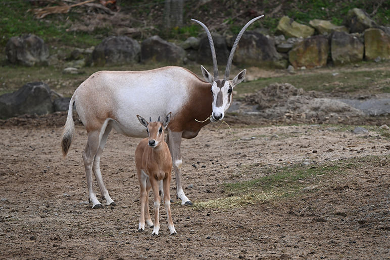 WHITE ORYX