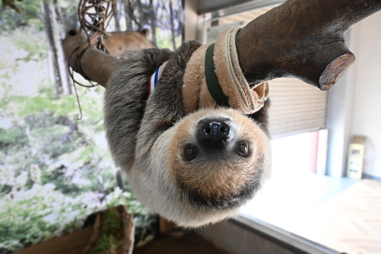 TWO TOED SLOTH