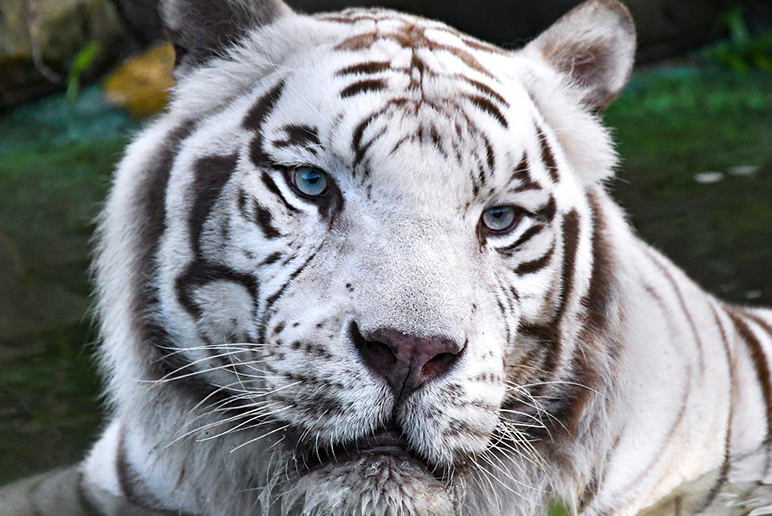 WHITE TIGER