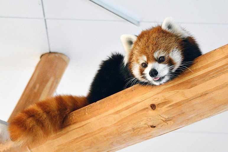 RED PANDA