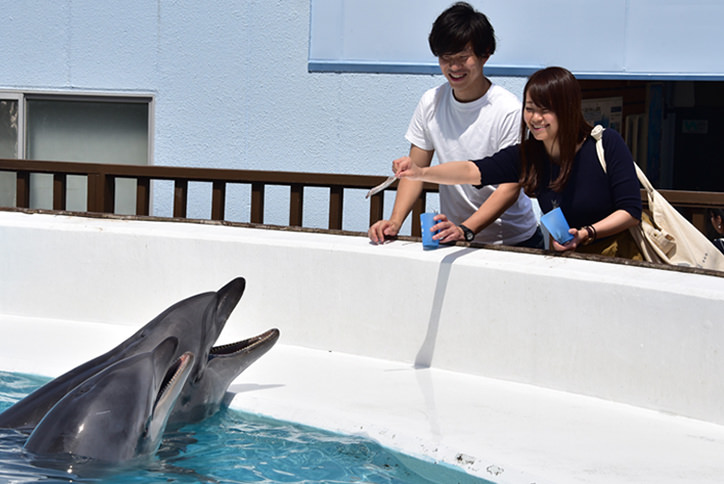 thum_4_2_イルカと遊び-1