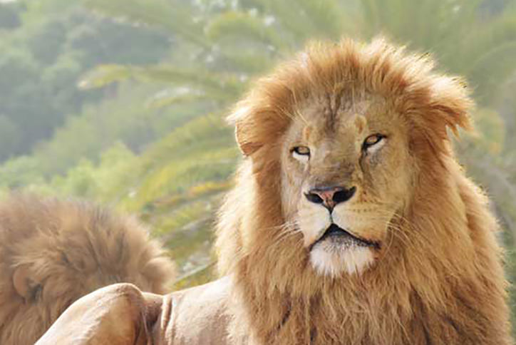 thum_4_2_ライオンフィーディング