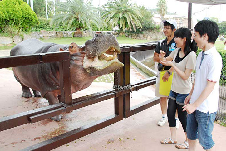 thum_4_3_カバフィーディング