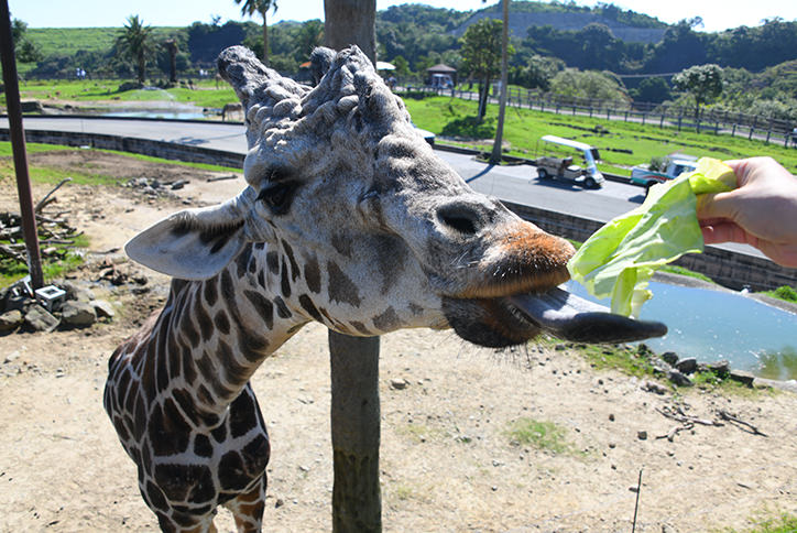 thum_4_3_サファリWOW