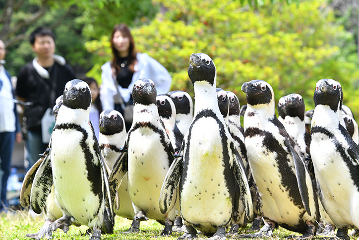 thum_4_4_ペンギンパレード
